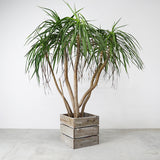 プランター カバー